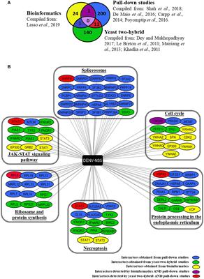 Dengue Virus Non-Structural Protein 5 as a Versatile, Multi-Functional Effector in Host–Pathogen Interactions